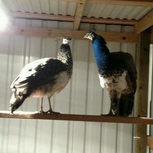 Meet your Posher, Brandy